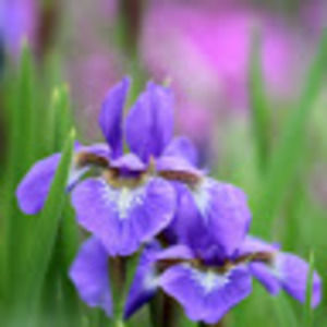 Meet your Posher, Lucia